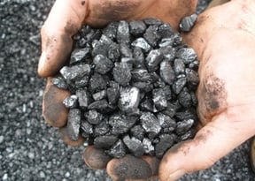 Coal_Peas2.jpg